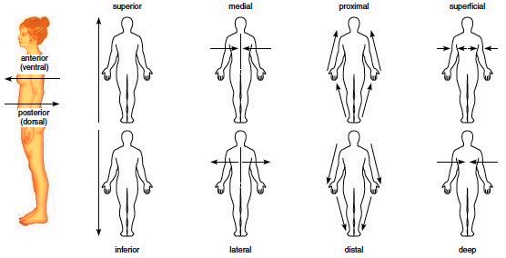 Ch. 1 anatomy orientation and directional terms quiz 